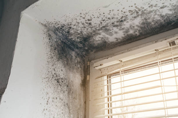 Affordable Mold Cleanup solutions in Helotes, TX
